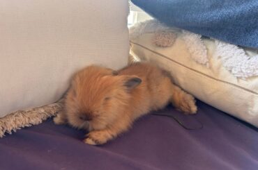 Should baby rabbits be fed grass?