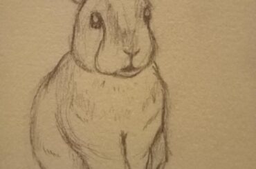 I did a little sketch of one of my bunnies...