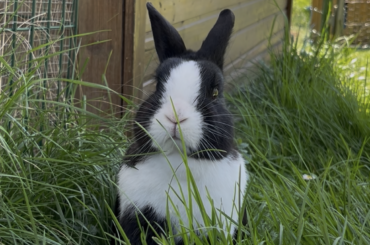 Mon lapin, Merlin, décédé depuis plus de 2 semaines