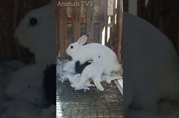 #cute #rabbit #animalsurvival #bunny #animallife #wildlifedocumentary #rabbitlife #animals