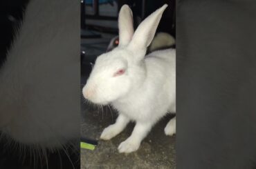 Cute Bunny #live #rabbit #shorts #video