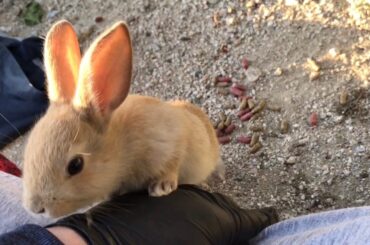 Very friendly baby bunny asked if it could sit on my lap.