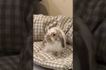 Yoshi can’t get cozy! #bunny #rabbit #adorable #cute #cutebunny #love #cutepets #bunnies #