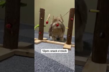 Adorable Rabbits #rabbit #bunny #pets #petcare #petvideos