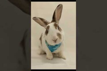 Good vs bad rabbit cages #shorts #rabbitcare