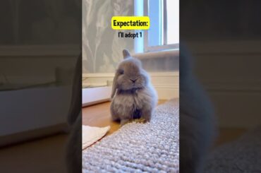 But either way they’re still just so cute #rabbit #bunny #pets #petcare #petvideos