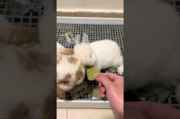 #mycuterabbit #rabbit #cute #bunny #pets #cutebunny #ihavethisthingwithplants