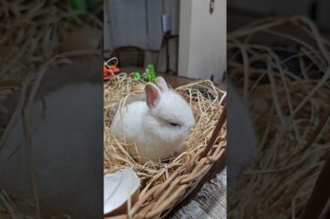 Netherland Dwarf baby rabbits. Happy Easter! #rabbit #bunny #rabbits #cute #animals #easter #meme