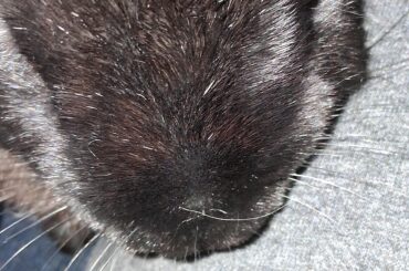 I don't think she approves.... I'm getting near maximum pointy nose.