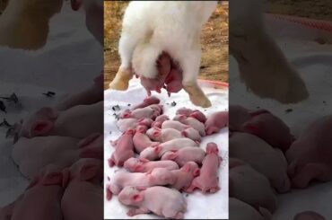 Rabbit growth | Cute Baby Rabbit 1 To 21 Days #pets #animals