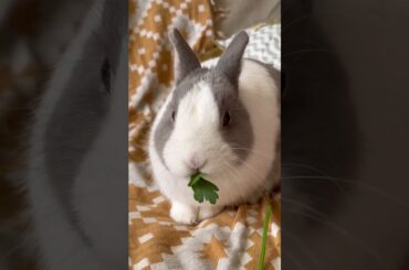 This cute rabbit wants more parsley #bunnystory #rabbitlifestyle #rabbit