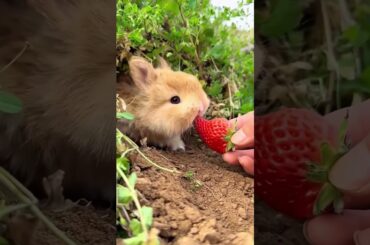 cute bunny eating strawberry || rabbit eating sound || cute bunny #bunny #eatingsounds #rabbit #eat