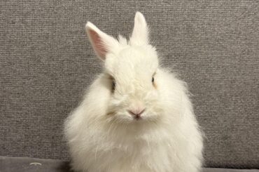 Advice and good energies for my bun