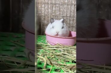 #mycuterabbit #rabbit #pets #cute #bunny #cutebunny #funny #animals