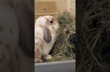 Our sweet Yoshi boy enjoying his hay.  #bunny #rabbit #adorable #cutebunny #love #cutepet #cute