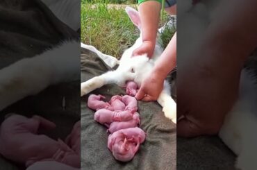Little rabbit growth - Cute Baby Rabbit 1 To 19 Days #shorts #pets #animals