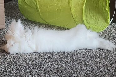 Reminded why I am her highness' subject