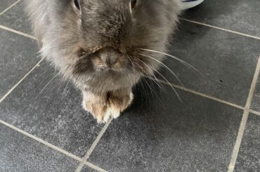 Just a polite little guy