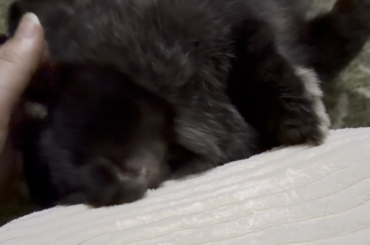 Local bun pampered by personal in house masseuse