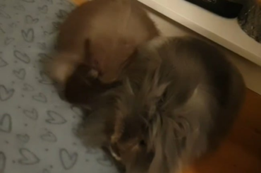 Old clip of baby Floki meeting Skruttan for the first time 🐰💜🐰