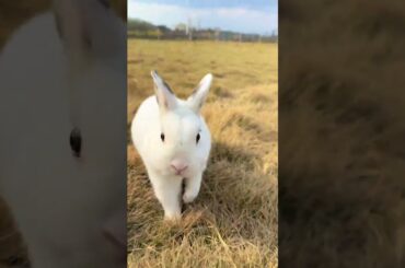 #mycuterabbit #rabbit #cute #bunny #cutebunny #animals #pets #funny