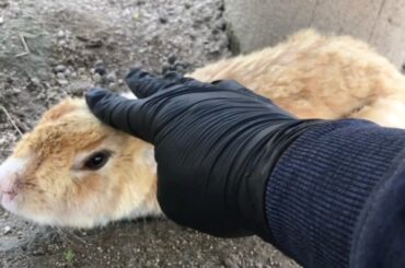 I petted the rabbit and it melted.