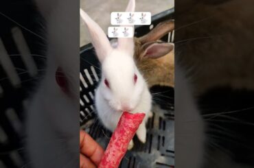 cute bunny Eating Carrot#rabbit #cute#cutebunny#cuteanimal #mybunny #funny#viral#shortvideo#youtube