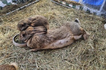 Tips to give very scared big bunny meds?