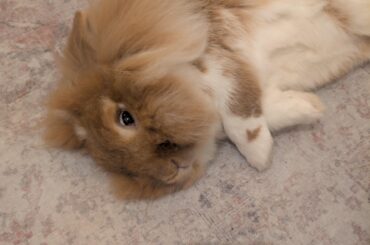 Rabbit with Molar/root issues :/