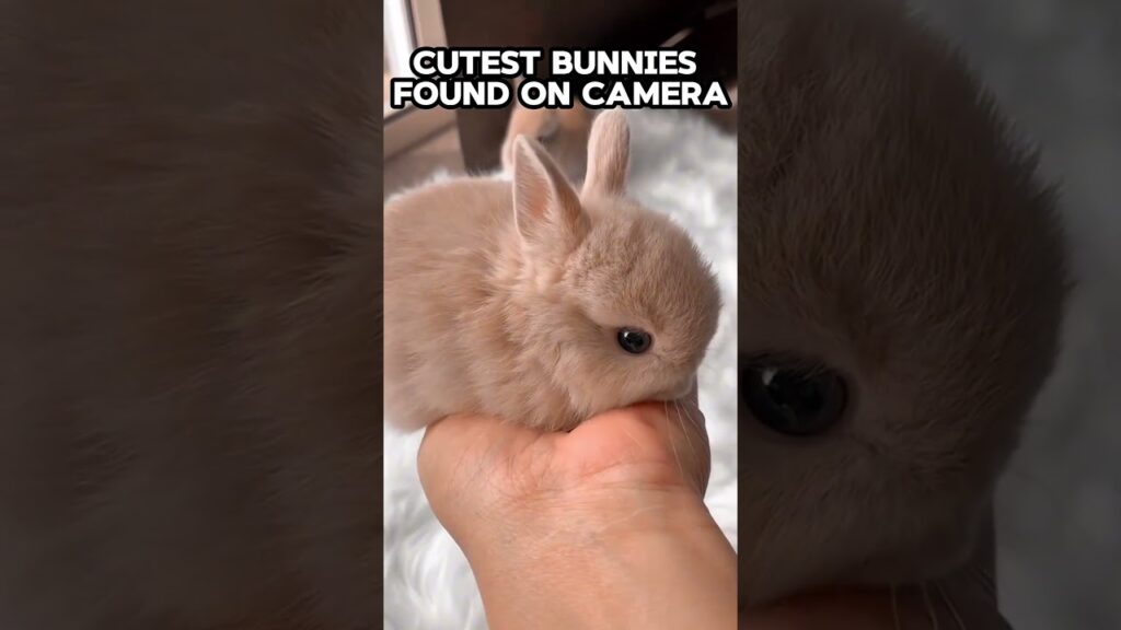These bunnies are TOO cute #pets #viral #shorts