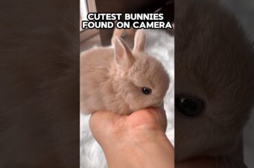 These bunnies are TOO cute #pets #viral #shorts
