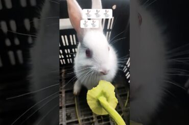 cute bunny Eating food new video 2026 #mybunny #cute #bunny #funny #youtube#rabbits #newyoutuber