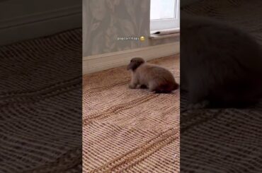 This is the cutest from of happiness #rabbit #bunny #pets #petcare #petvideos #mycuterabbit
