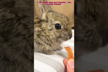 Rescue the baby rabbit #rabbit #babyrabbit #cuterabbit #rescuerabbit #lovestory #pet #lovestory
