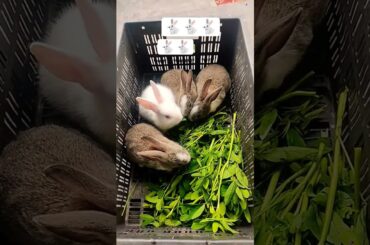cute bunny Eating food new video 2026 #rabbit#cute#cuteanimal#funny#bunny#pets#rabbits#youtube#viral