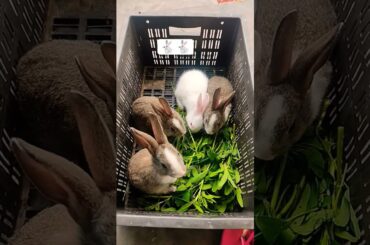 cute bunny Eating new video 2026 #cute#rabbit#bunny#funny#shortvideo  #youtube#viral#pets#rabbits