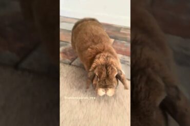 Happy Sunday! #bunny #cute #fitness #subscribe #viral
