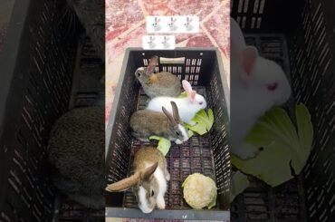 cute bunny Eating food new video 2026#rabbit#cuteanimal #cute#pets#bunny#funny#rabbits#youtube#viral