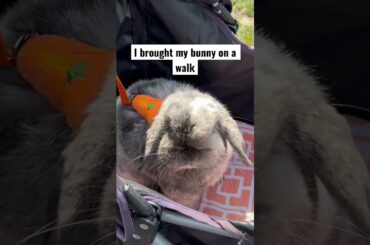 I brought my bunny on a walk #funnypets #cutebunny #cutepets