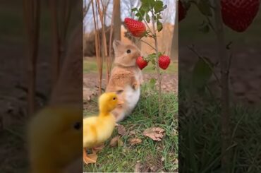 Cute Animals: Baby Bunny Rabbit and Duckling Eating a Strawberry