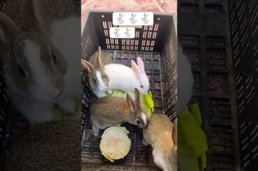 cute bunny Eating food new video 2026#rabbit#cute#cuteanimal#pets#bunny#funny#rabbits#youtube #viral