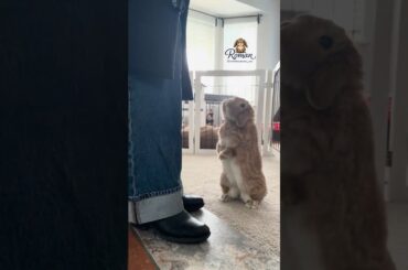 Please stay home! No work today! #bunny #pet #cute #subscribe