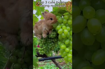 Top 3 cute bunny eating moments #cute