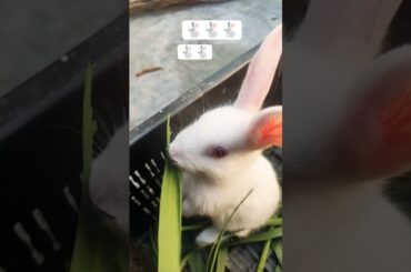 Cute bunny Eating new video 2026#funny#cute#youtube#rabbits#viral