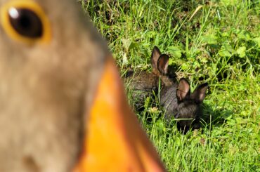 Tooey knows you're looking at rabbits again.