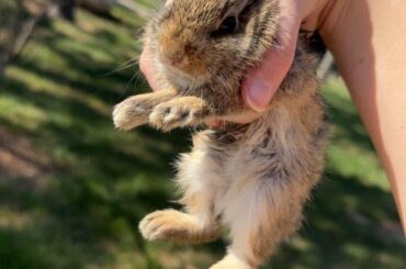 What do i do? saved a wild rabbit
