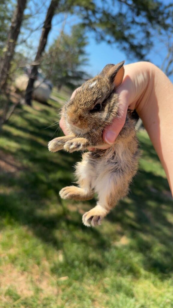 What do i do? saved a wild rabbit