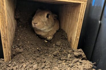 Reposted because it was removed: It is with deep sadness that I must report that the Honey Bunny Mining Co has closed permanently.