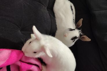Do anyone know what breed they are?