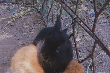 Throwback to my little ones. Canela is now watching over me from the stars, while Sombra continues to rule the house as my favorite Queen.